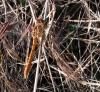 Sympetrum meridionale